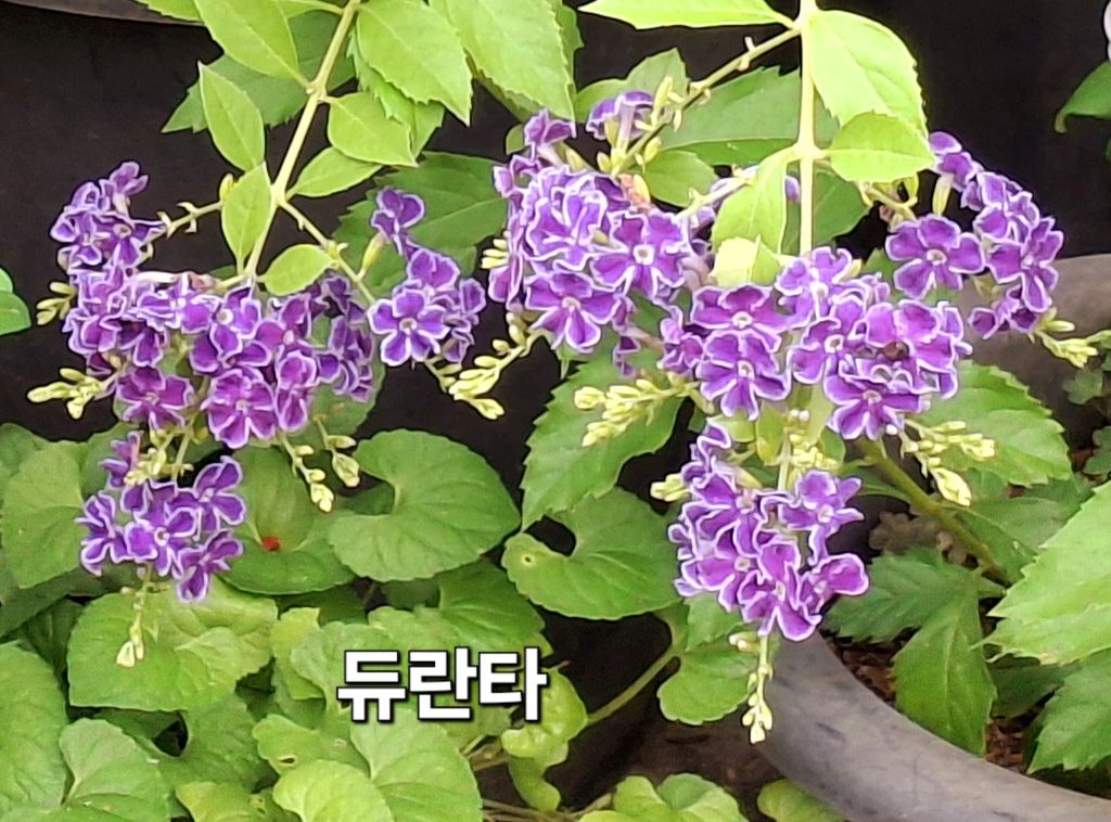 자스민 이미지