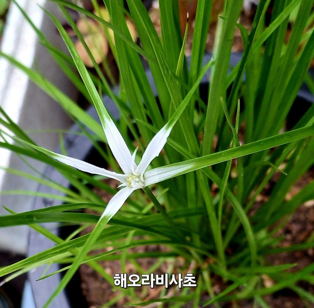 초록향기 이미지