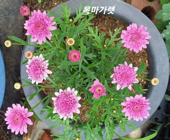 금자 이미지