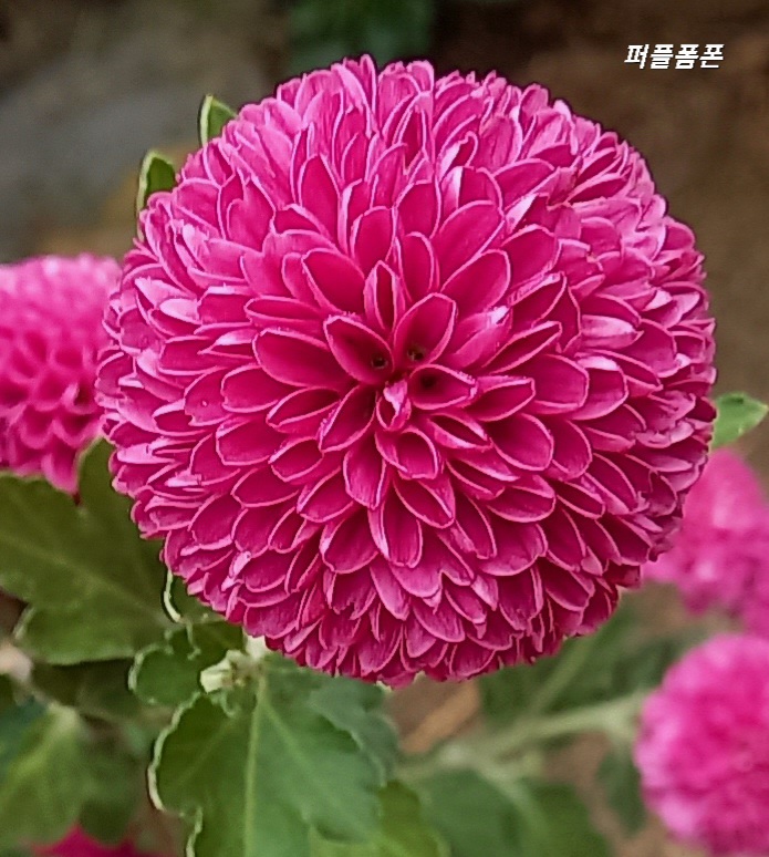 폼폰 이미지