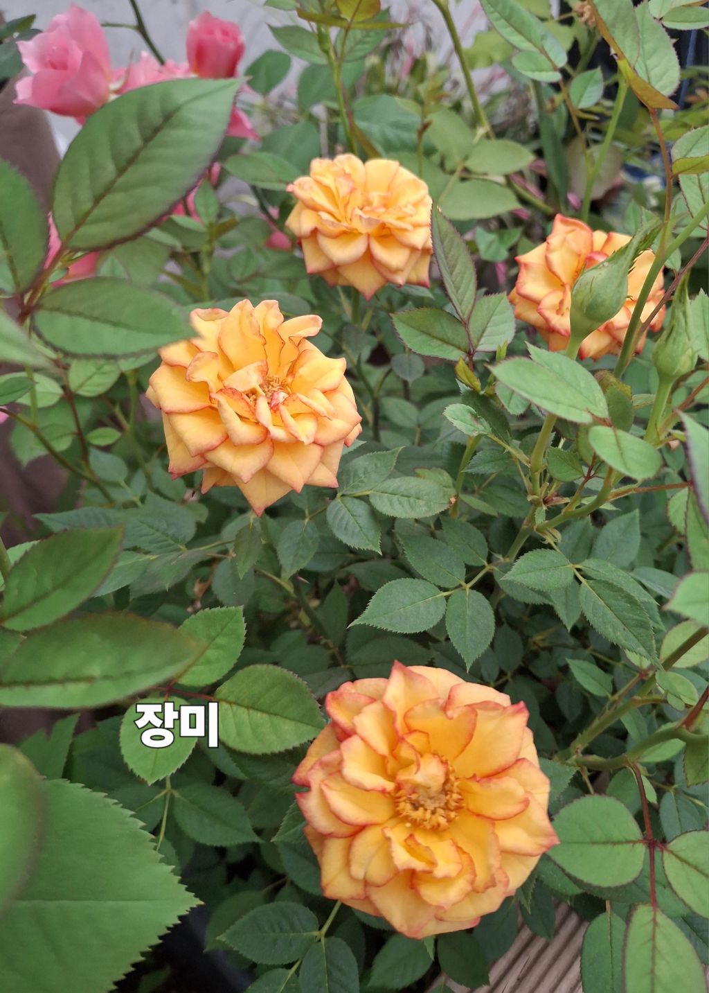 금자씨네 이미지