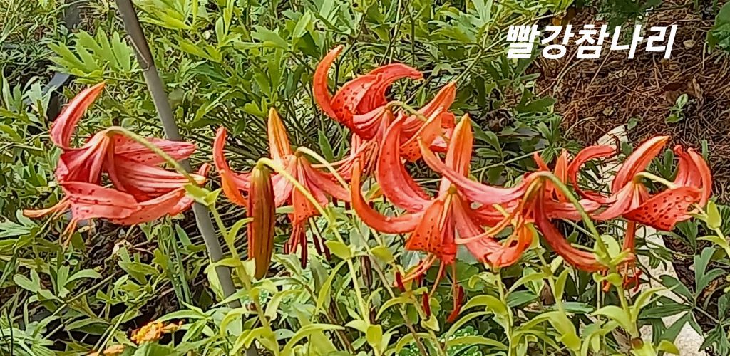 빨강 이미지