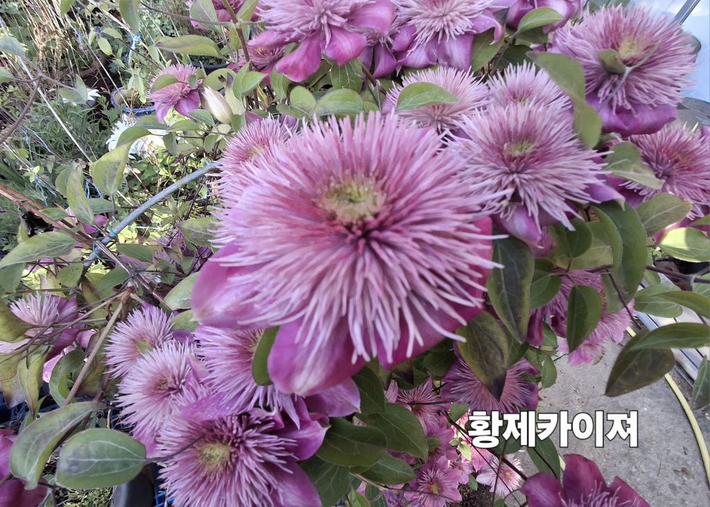 카이져 이미지