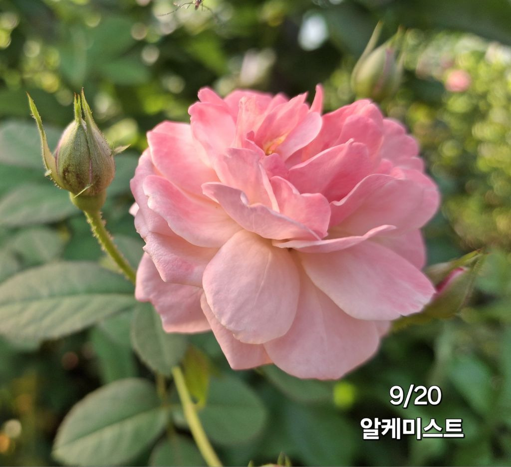 알케미스트 이미지