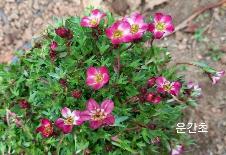 금자 이미지