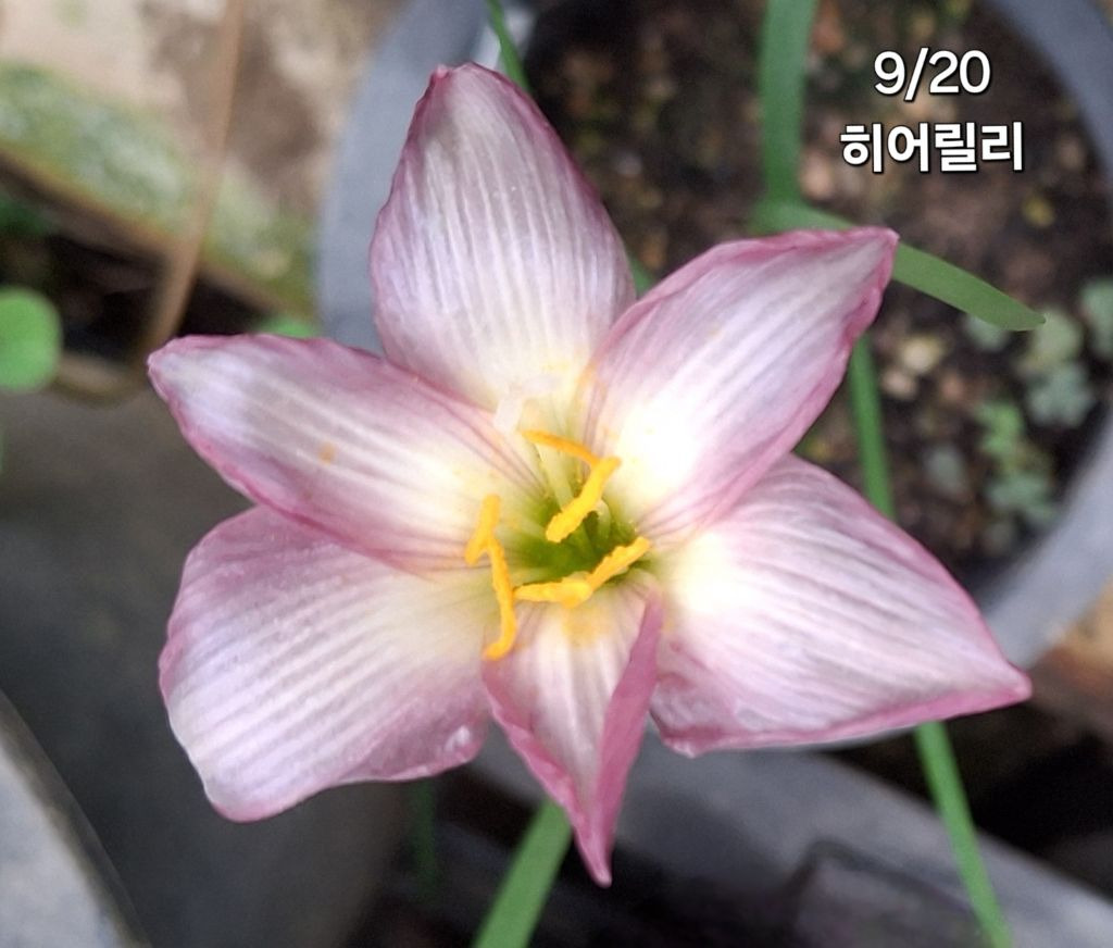 여장군 이미지