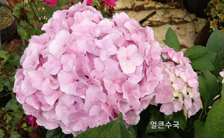 수국하우스 이미지