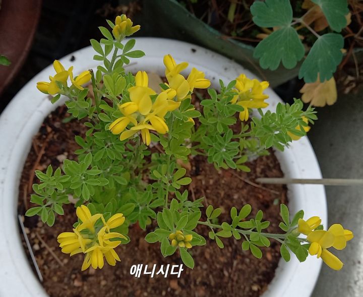금자 이미지