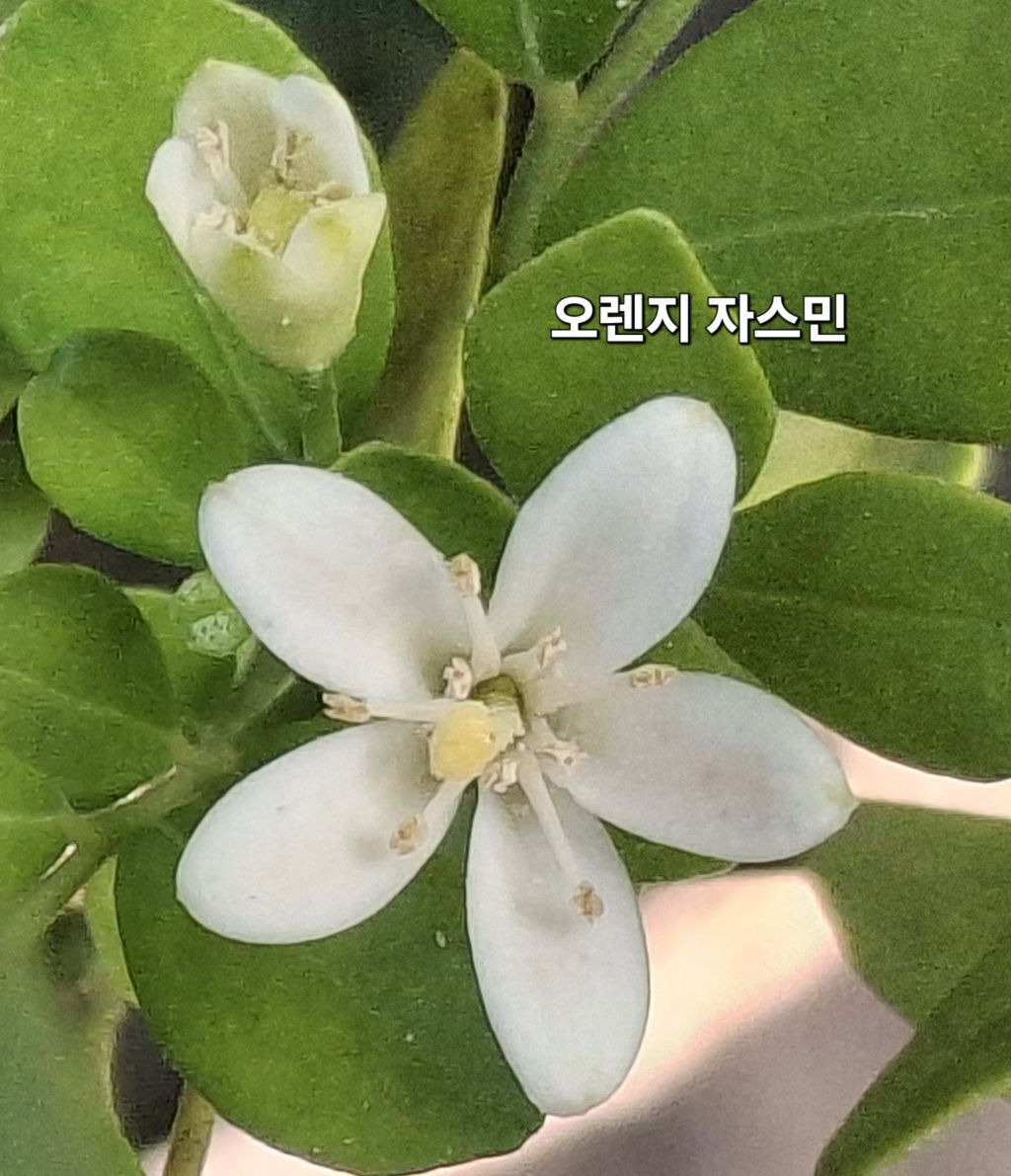 자스민 이미지