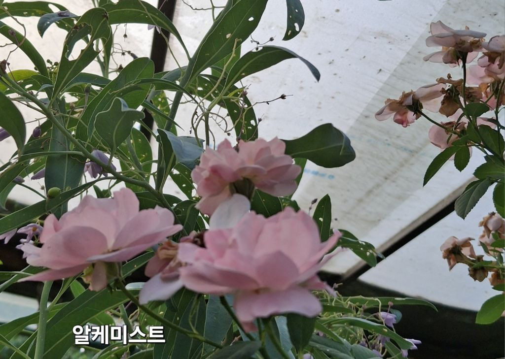 알케미스트 이미지