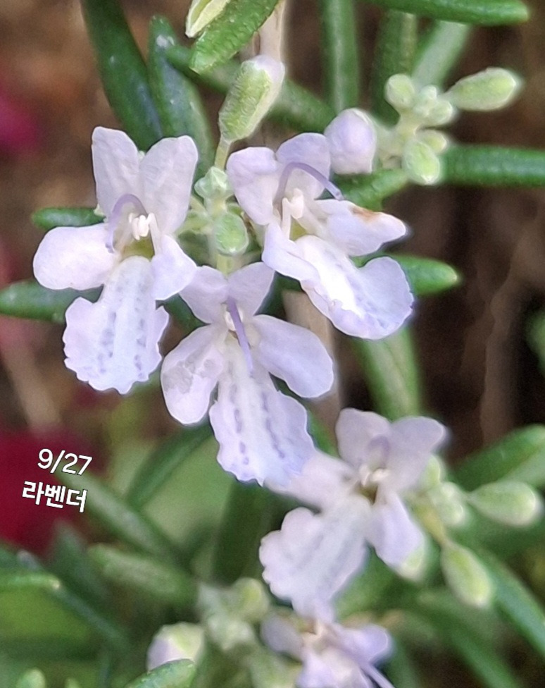 로즈마리 이미지