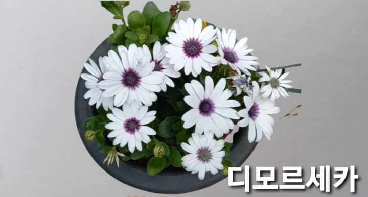 디모르 이미지