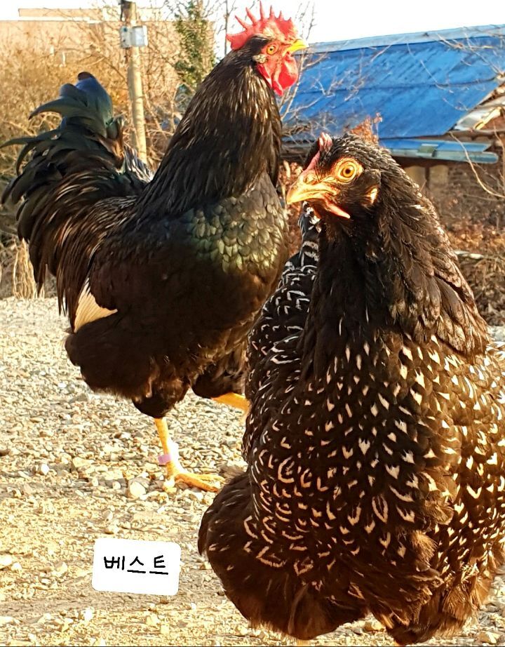 바르네일 이미지