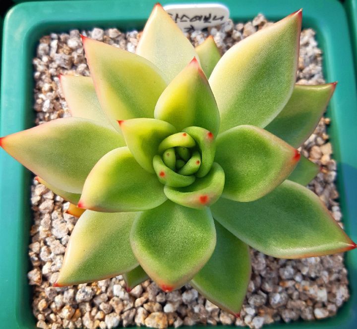 빛나쥬 이미지