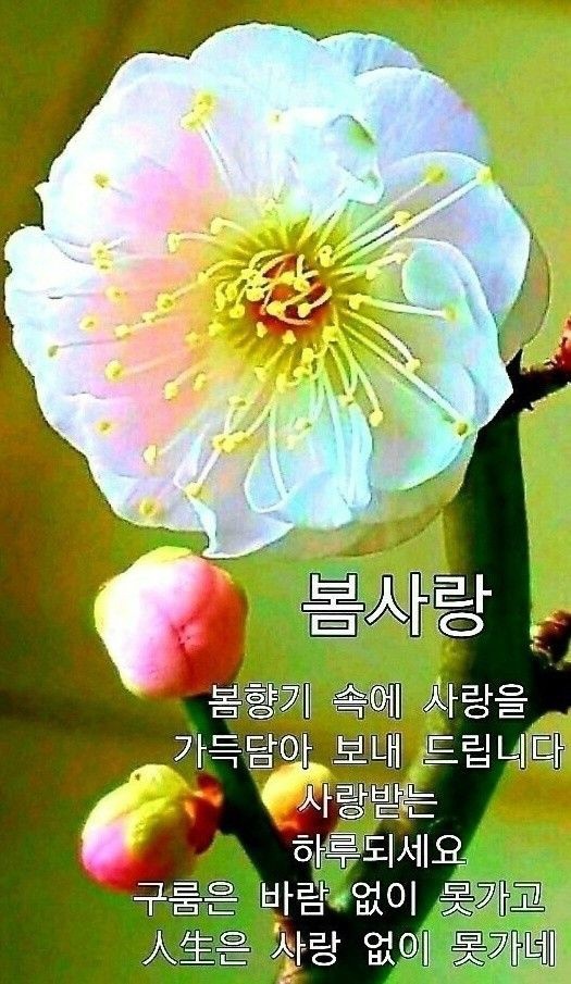 빵심이네 이미지