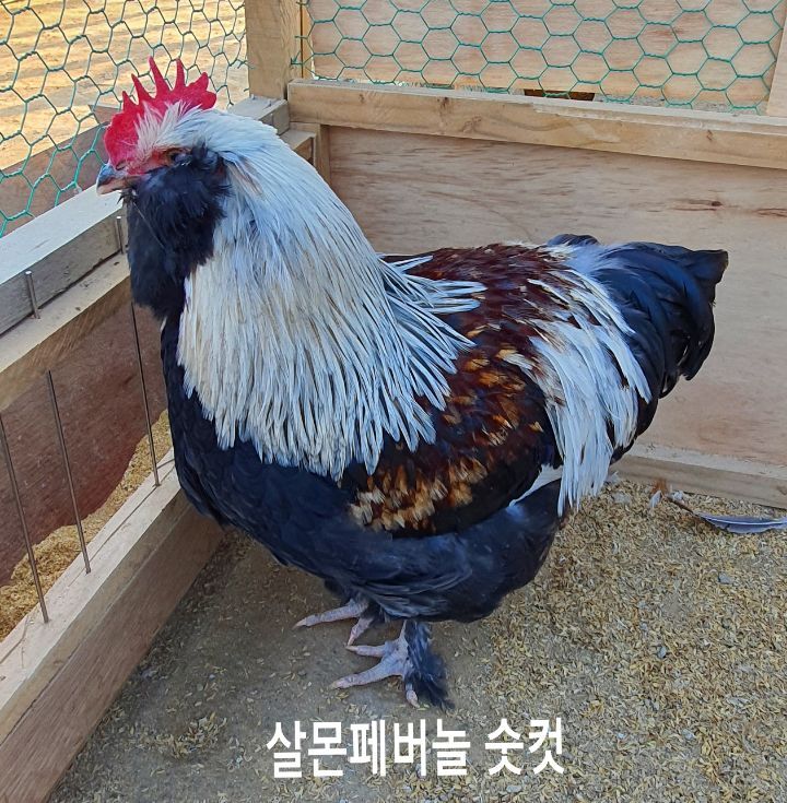 페버 이미지