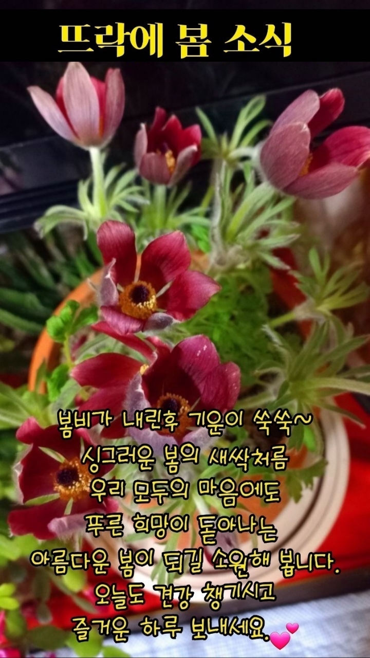 빵심이네 이미지
