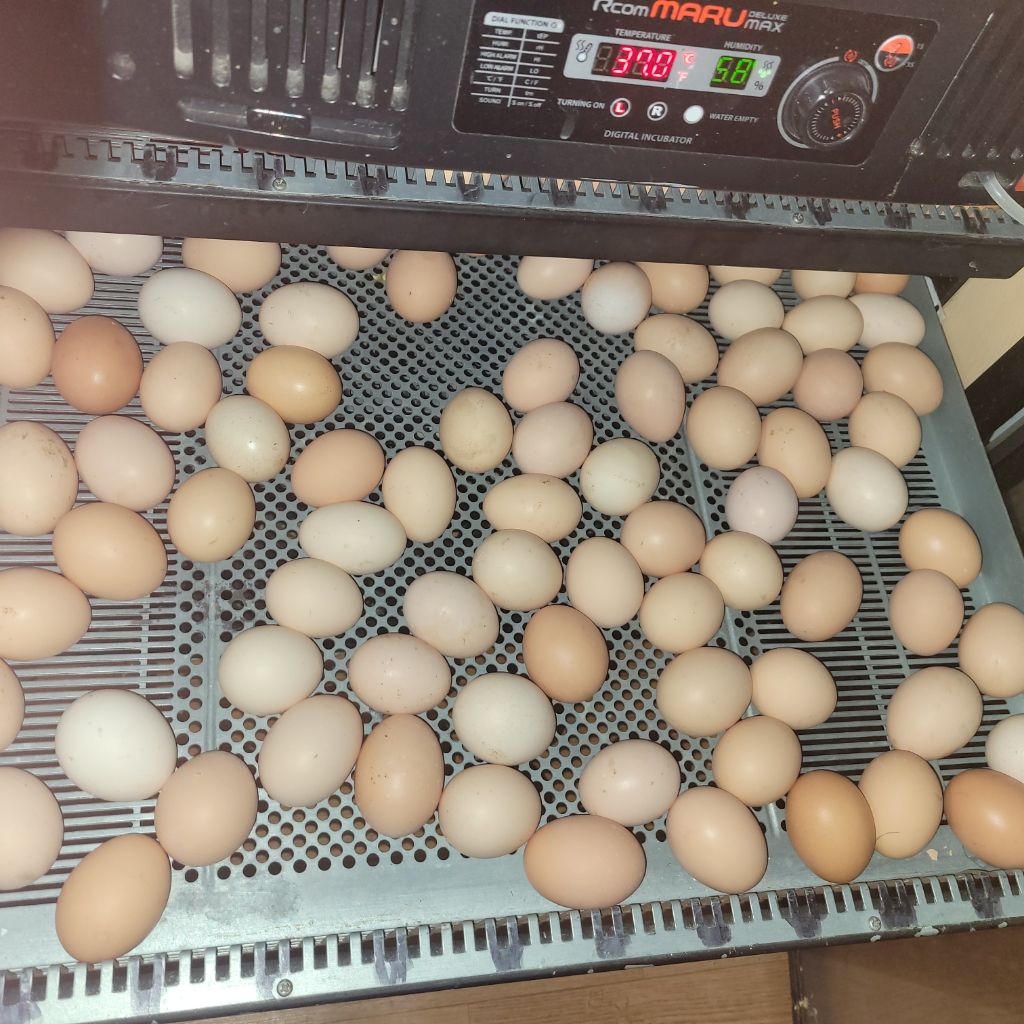 오골계마루 이미지