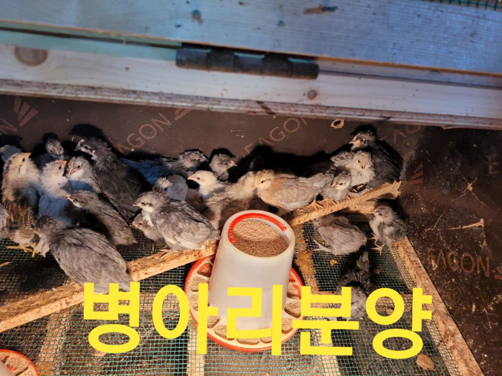 빵심이네 이미지