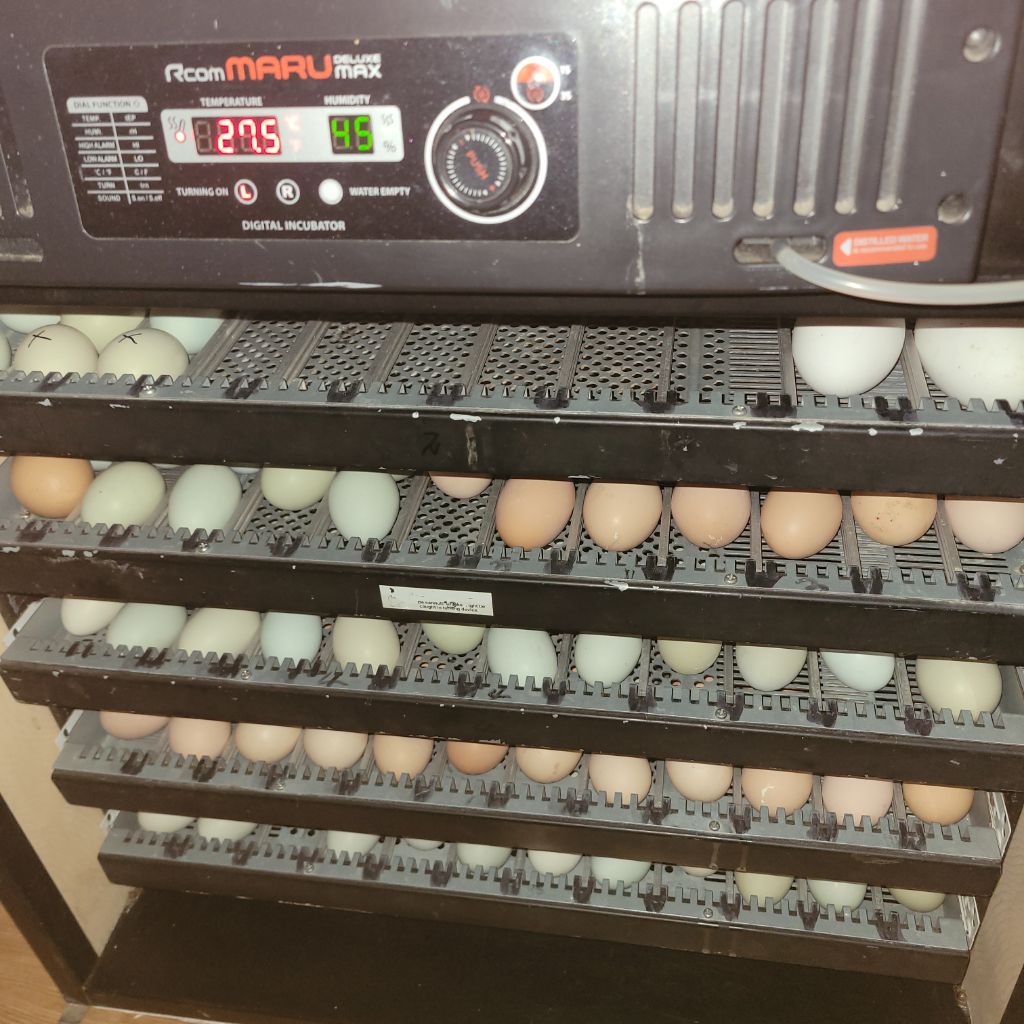 오골계마루 이미지