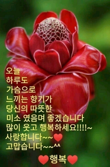 행복꽃 이미지