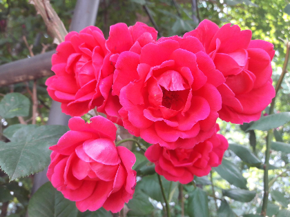 뜰에가득flower 이미지