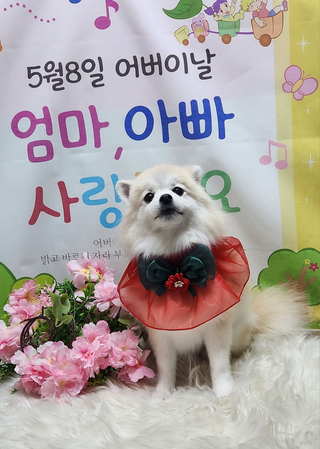 몽실이 이미지