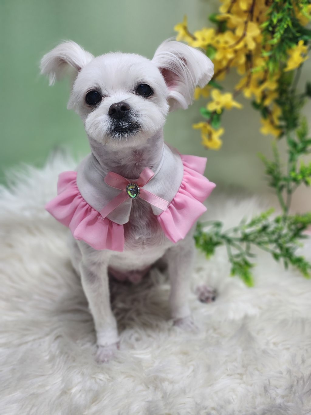 똘이 이미지