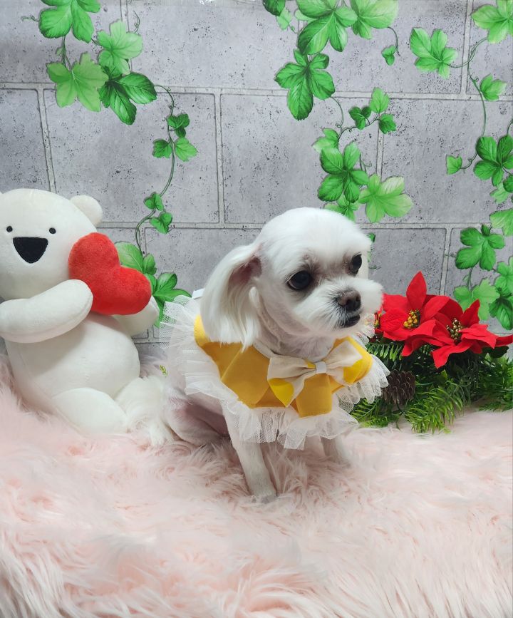 르미 이미지