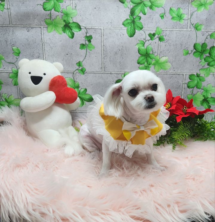 르미 이미지