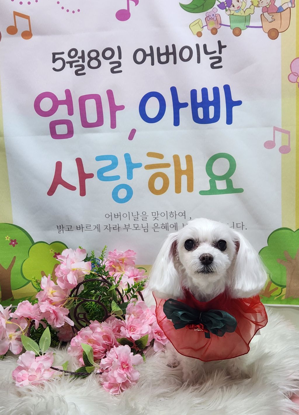 몽실이 이미지