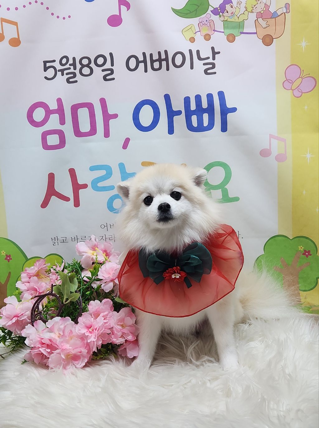 몽실이 이미지