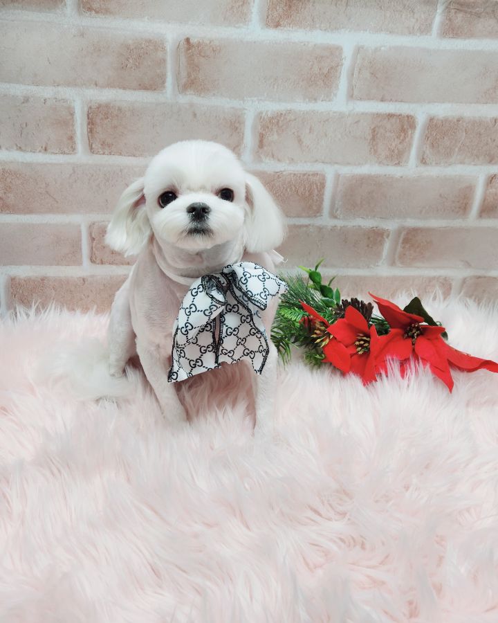 호두마루 이미지