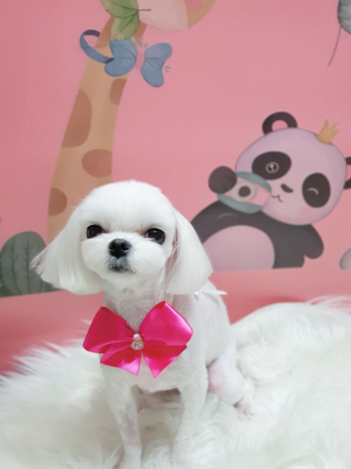 콩이 이미지