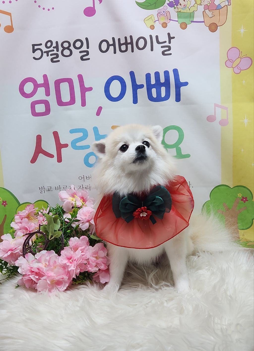 몽실이 이미지