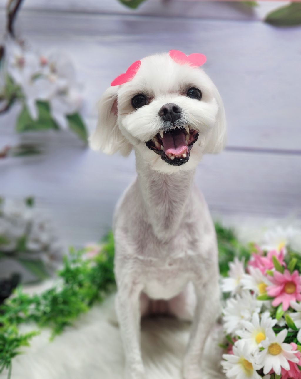 달콩이 이미지