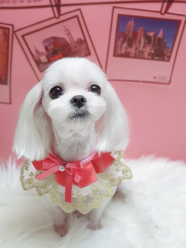 꼬미 이미지