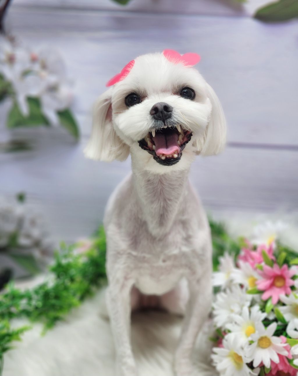 달콩이 이미지