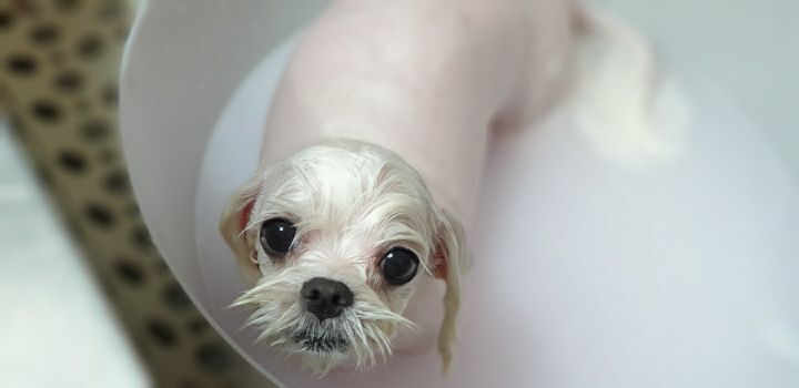 꼬미 이미지