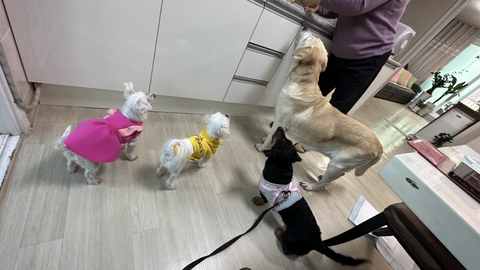 수지집 이미지