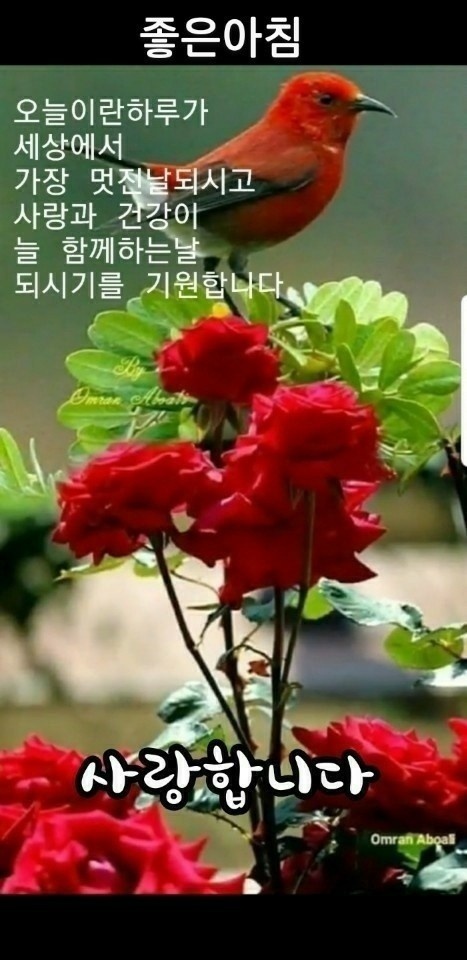 토요일 이미지