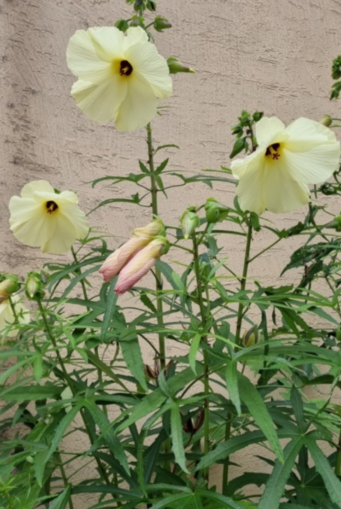 닥꽃 이미지