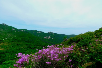철쭉 군락지 이미지