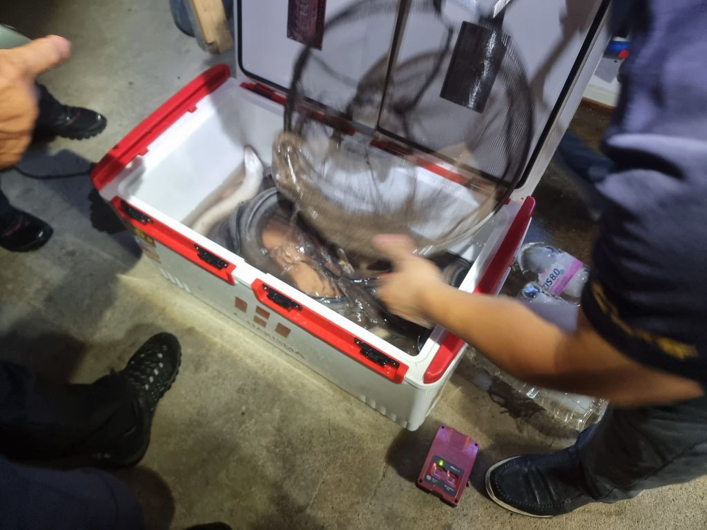 미친장어 이미지