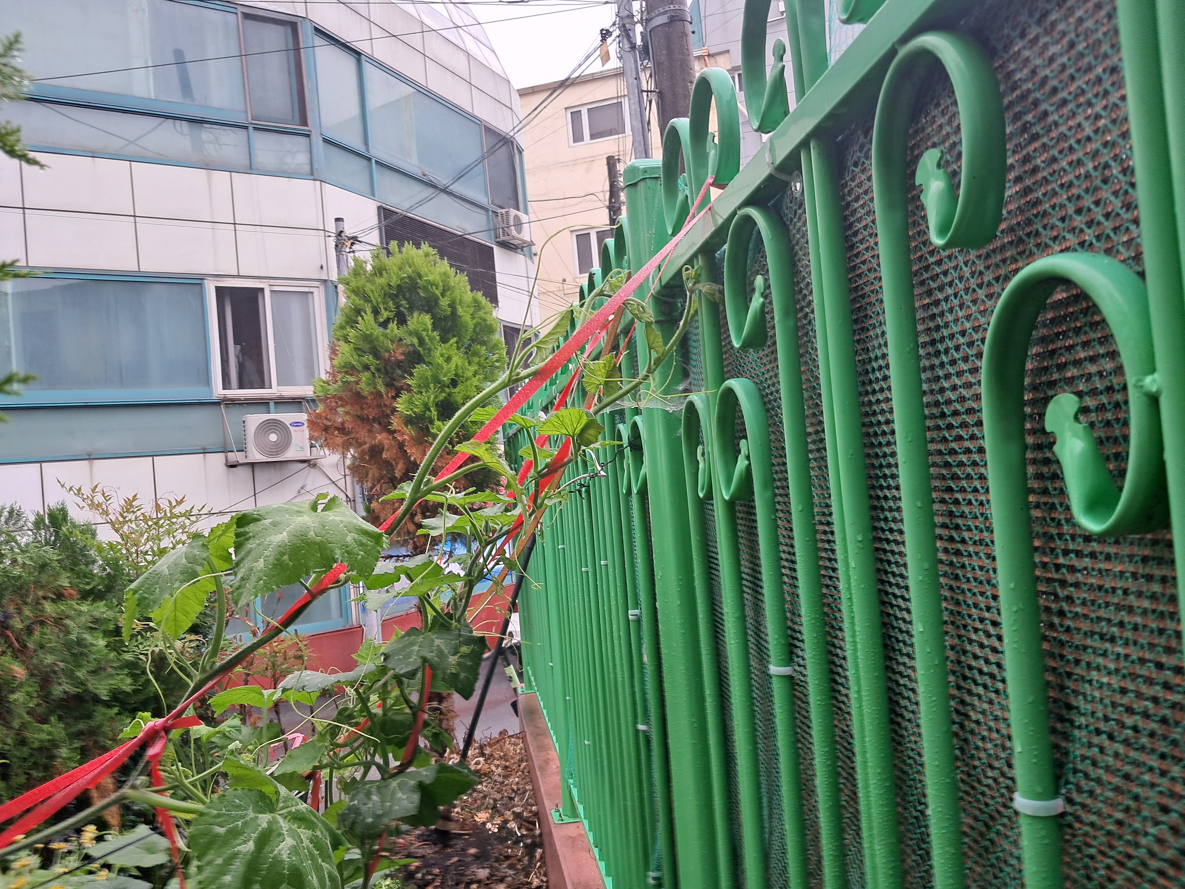 호박담 이미지