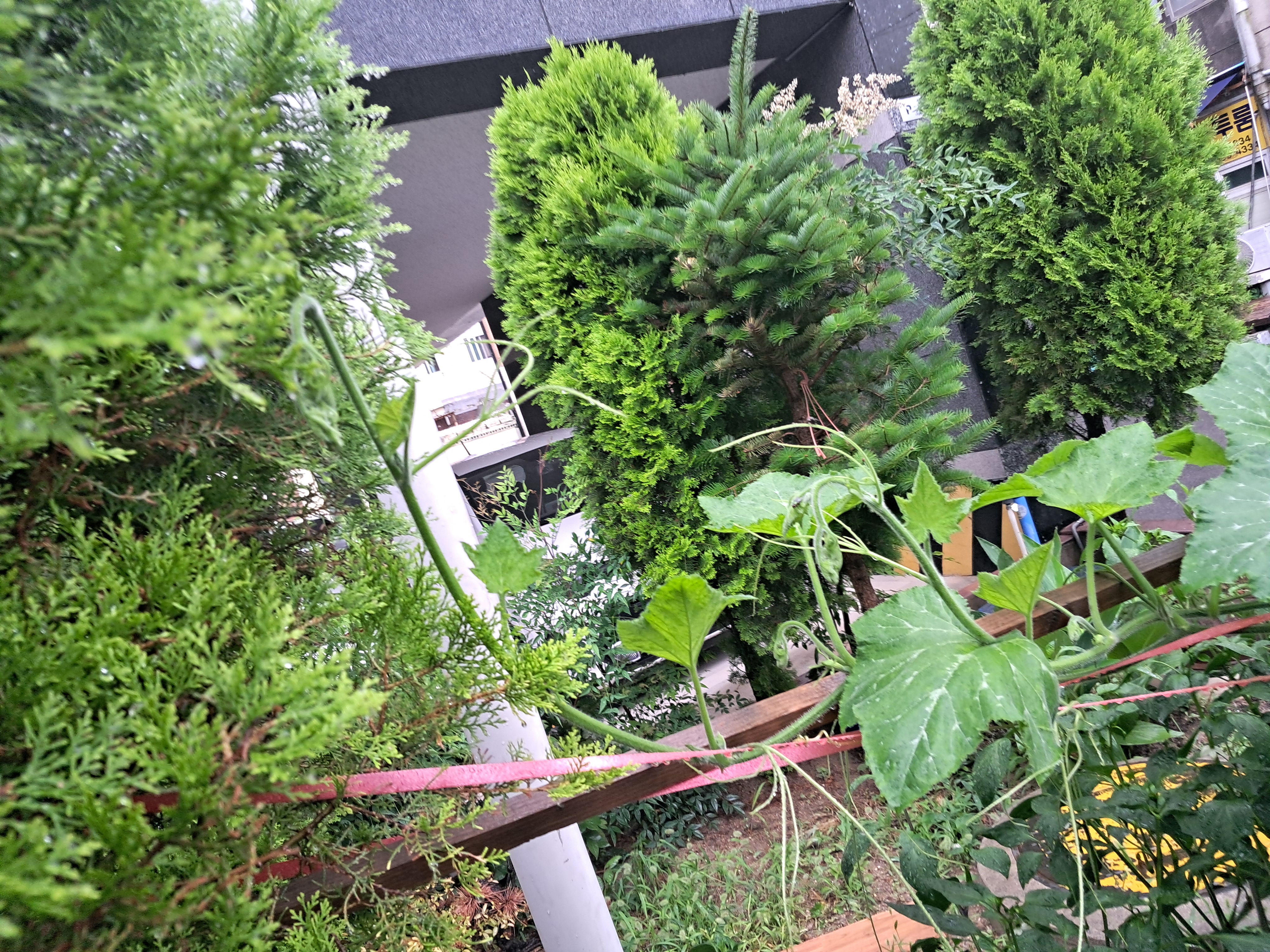 호박담 이미지