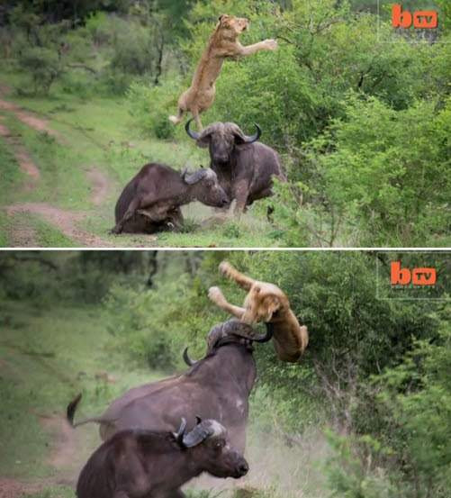 버팔로 이미지