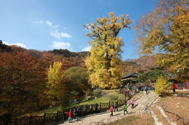 용문사 이미지