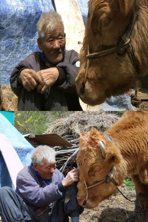 워낭소리 이미지