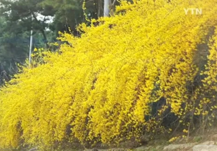꽃사랑 이미지